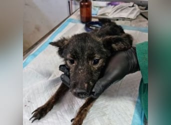 KARMA-hätte es mehr als erdient hätten, in einem schönen Zuhause zu leben, wo sie geliebt und umsorg