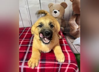 Scout – will endlich mehr erleben als den tristen Tierheimalltag