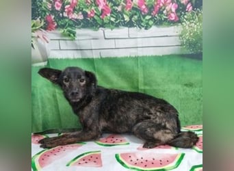 KARMA-hätte es mehr als erdient hätten, in einem schönen Zuhause zu leben, wo sie geliebt und umsorg