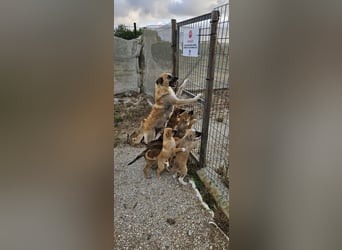 LYRA-will die Welt mit einer eigenen, liebevollen Für-immer-Familie erobern