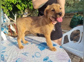 Kleine Robin sucht ihr großes Glück: seit sie In letzter Sekunde dem Schicksal entkommen ist!