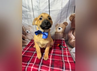 Buddy – freut sich auf das unbekümmerte Welpenleben