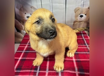 Scout – will endlich mehr erleben als den tristen Tierheimalltag