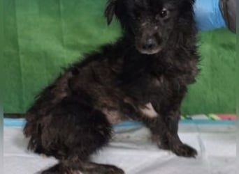 NERO-freundlicher, wenn auch noch etwas schüchterner junger Hund