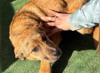 PRINCESS-Wären Sie bereit, Princess zum Teil Ihrer Familie zu machen?