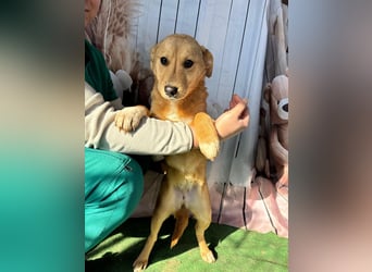 Hübsche IRIS-verschmust, liebesbedürftig sucht sie dringend ihr liebevolles Für-immer-Zuhause