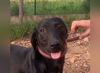 CAPO-ein kleiner,schwarzer Hundejunge,der sofort alle Herzen erobert auf der Suche nach se Familie