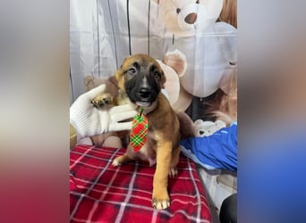 Max – hat sein Köfferchen schon gepackt