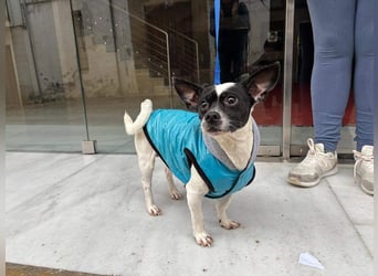 RUMI-kleines Herz auf 4 Pfoten, sanft, ruhig, liebt Kinder und Menschen -wo wartet seine Familie