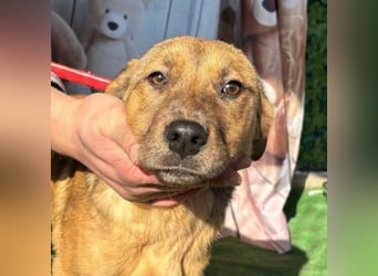 PRINCESS-Wären Sie bereit, Princess zum Teil Ihrer Familie zu machen?