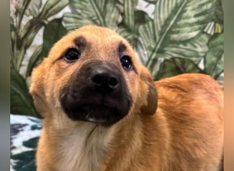 Lilly – will in einem Zuhause groß werden