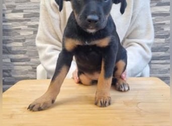 PATITA-kleine Pfoten suchen großes Glück