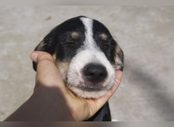 FRITZ-bezaubernder, fröhlicher, aufgeweckter Bub auf der Suche nach liebevoller Für-immer-Familie