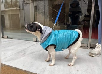 RUMI-kleines Herz auf 4 Pfoten, sanft, ruhig, liebt Kinder und Menschen -wo wartet seine Familie