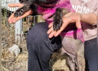 NERO-freundlicher, wenn auch noch etwas schüchterner junger Hund