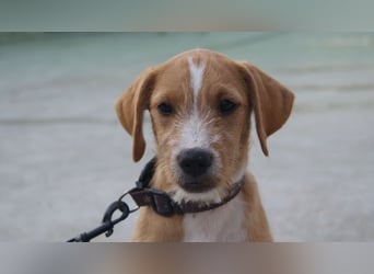 BROWNIE-Ein Herz auf vier Pfoten sucht sein zu Hause für immer