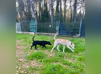 CAPO-ein kleiner,schwarzer Hundejunge,der sofort alle Herzen erobert auf der Suche nach se Familie