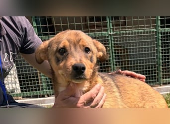 GUNNER - wer verliebt sich in diesen kleinen Schatz und schenkt ihm ein liebevolles Zuhause?