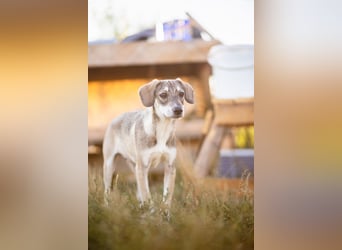 MILO - wartet auf Pflegestelle in 79206 Breisach auf ein gutes Zuhause