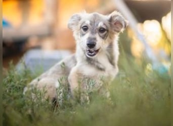 FOXY-eine kleine Hündin, die noch lernen möchte, der Welt zu vertrauen