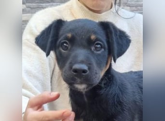 PATITA-kleine Pfoten suchen großes Glück