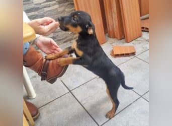 POLO-bald alt genug für seinen guten Start ins Leben