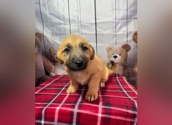 Scout – will endlich mehr erleben als den tristen Tierheimalltag