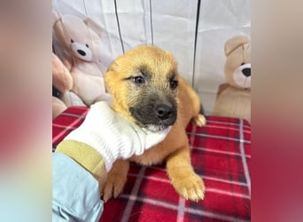 Scout – will endlich mehr erleben als den tristen Tierheimalltag