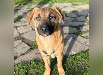 ZORRO-möchte IHR neues Familienmitglied werden!