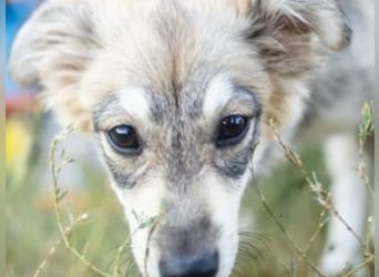 FOXY-eine kleine Hündin, die noch lernen möchte, der Welt zu vertrauen