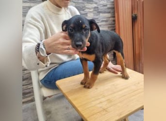 POLO-bald alt genug für seinen guten Start ins Leben