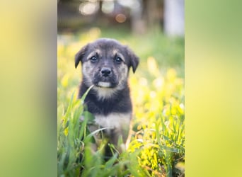 SONIC- putzmunteres, knuffiges, energievolles, sehr intelligentes Kerlchen sucht liebevolles Zuhause