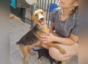 CHINA- überaus zärtlich, fürsorglich, sehnt sich nach menschlicher Nähe und liebevollem Zuhause