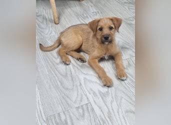 Kleine Robin sucht ihr großes Glück: seit sie In letzter Sekunde dem Schicksal entkommen ist!