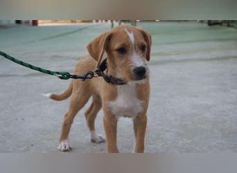 BROWNIE-Ein Herz auf vier Pfoten sucht sein zu Hause für immer