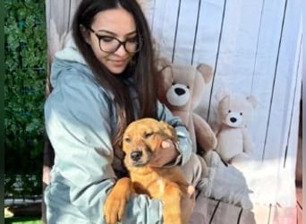 PRINCESS-Wären Sie bereit, Princess zum Teil Ihrer Familie zu machen?