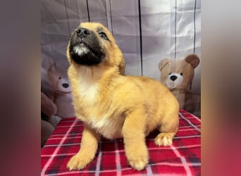 Scout – will endlich mehr erleben als den tristen Tierheimalltag