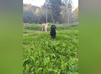 CAPO-ein kleiner,schwarzer Hundejunge,der sofort alle Herzen erobert auf der Suche nach se Familie