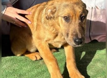 PRINCESS-Wären Sie bereit, Princess zum Teil Ihrer Familie zu machen?