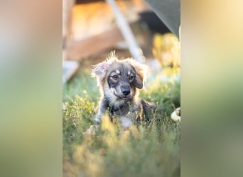 FELIA -wartet im Tierheim 79312 Emmendingen auf ihr liebevolles Für-immer-Zuhause