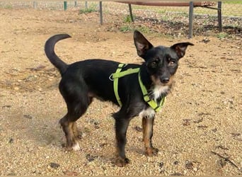 KOMO-unkomplizierter, kleiner Herzensbrecher, auf der Suche nach seinem Zuhause