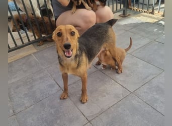 CHINA- überaus zärtlich, fürsorglich, sehnt sich nach menschlicher Nähe und liebevollem Zuhause