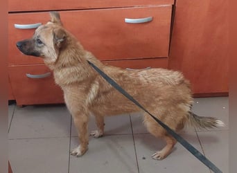 NELLY-Herz aus Gold sucht sehnlichst liebevolles Für-immer-Zuhause