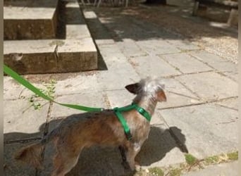 ROCK- ein kleiner Kämpfer mit großem Herzen