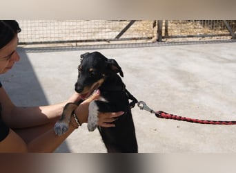 LARISSA - kleine Zaubermaus sucht ihr eigenes Für-immer-Körbchen
