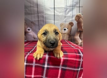 Scout – will endlich mehr erleben als den tristen Tierheimalltag