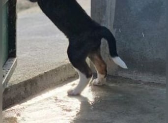 SAGA-wächst zu einem neugierigen und verspielten Hundekind heran