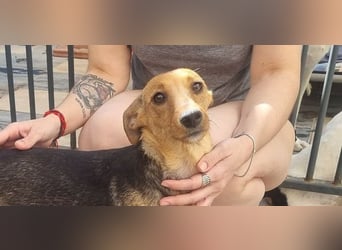 CHINA- überaus zärtlich, fürsorglich, sehnt sich nach menschlicher Nähe und liebevollem Zuhause