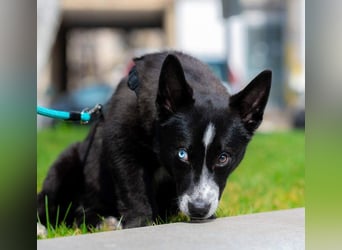 NORR-kleiner Sonnenschein, sehr lieb, ausgeglichen, verspielt, menschenbezogen