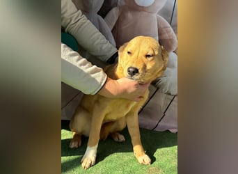 Hübsche IRIS-verschmust, liebesbedürftig sucht sie dringend ihr liebevolles Für-immer-Zuhause